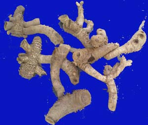 Bamboo root (Jungle gym)